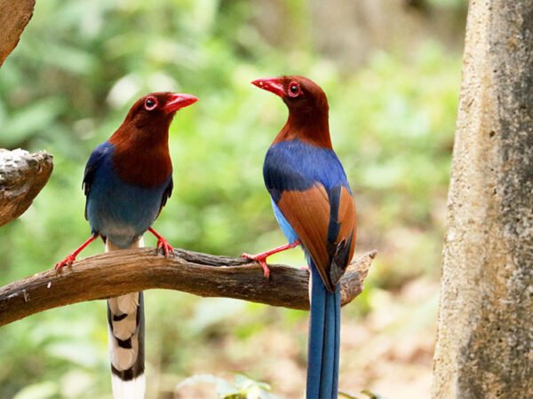 Sinharaja Rainforest